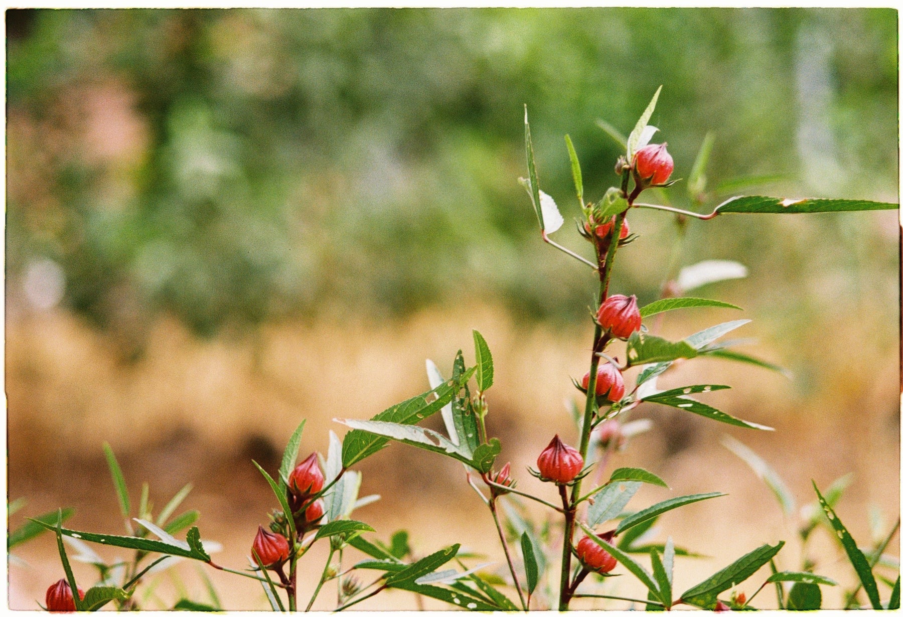 Hibiskus – die Blüte, die eigentlich keine ist (und die um die Welt gereist ist)