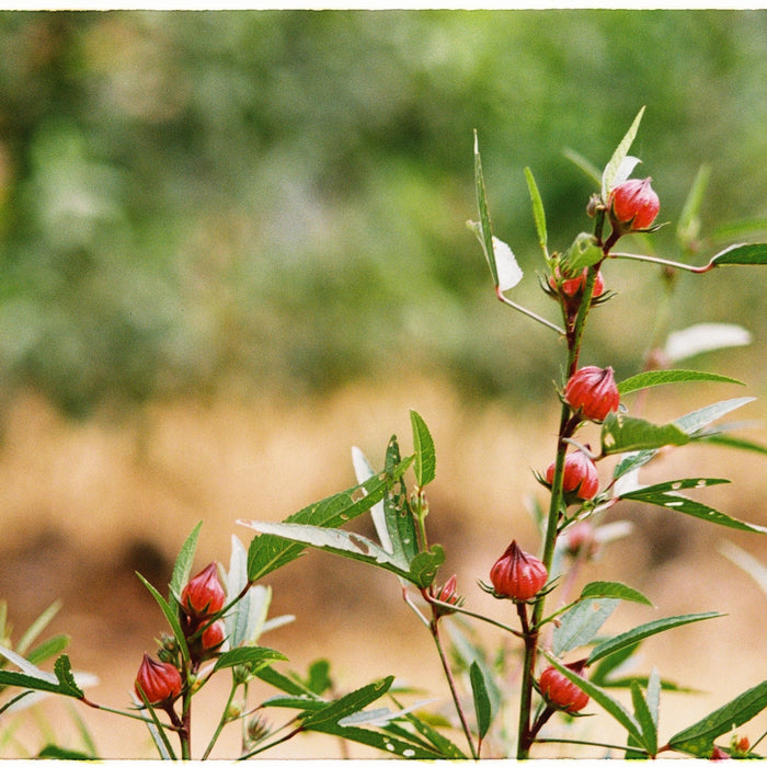 Hibiskus – die Blüte, die eigentlich keine ist (und die um die Welt gereist ist)