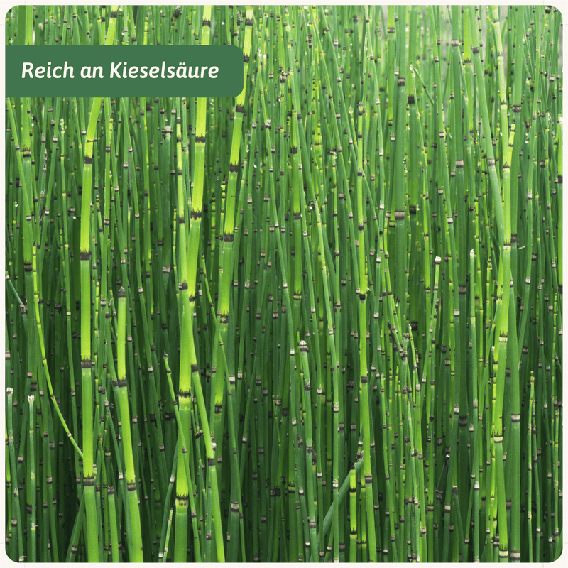 Bio Schachtelhalmkraut Nahaufnahme — Equisetum arvense Kraut | Herzlich Natur
