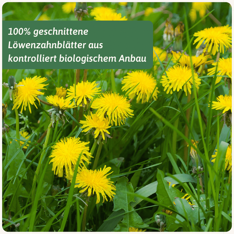 Löwenzahnblätter Zubereitung — Bio Kräutertee Europa | Herzlich Natur