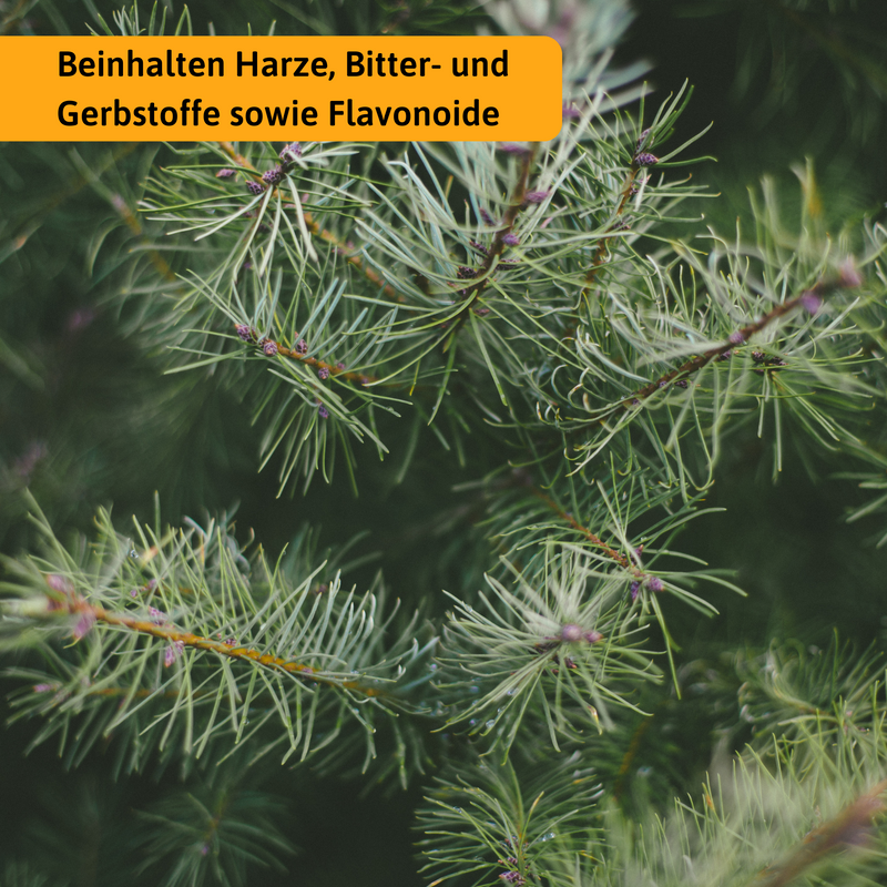 Waldkiefer Pinus sylvestris — Bio Kräutertee Nordeuropa | Herzlich Natur