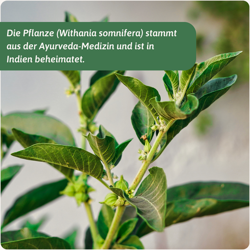 Ashwagandha Golden Milk Zubereitung — Traditionell ayurvedisch | Herzlich Natur
