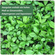 Jiaogulan Varianten 50g bis 500g — Gynostemma pentaphyllum | Herzlich Natur