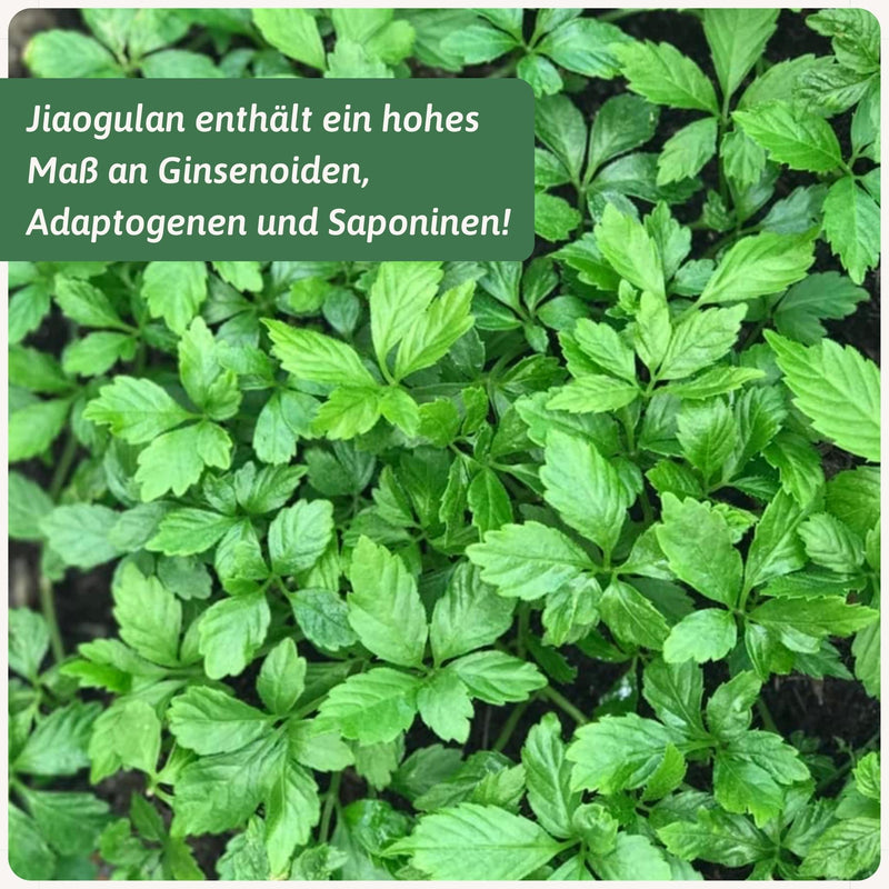 Jiaogulan Varianten 50g bis 500g — Gynostemma pentaphyllum | Herzlich Natur