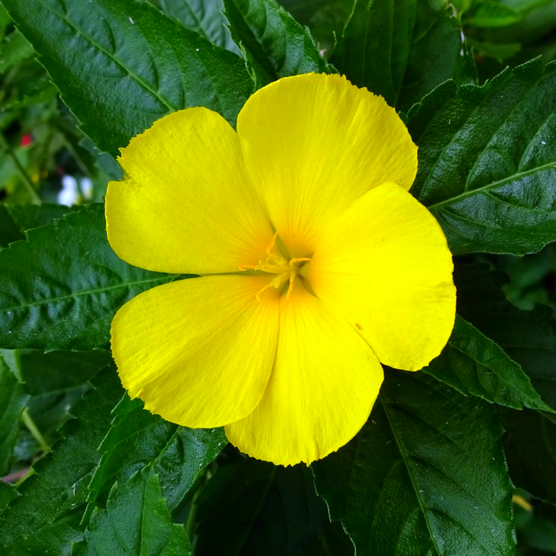 Bio Damianablätter Nahaufnahme — Turnera diffusa Bio-Kräuter | Herzlich Natur