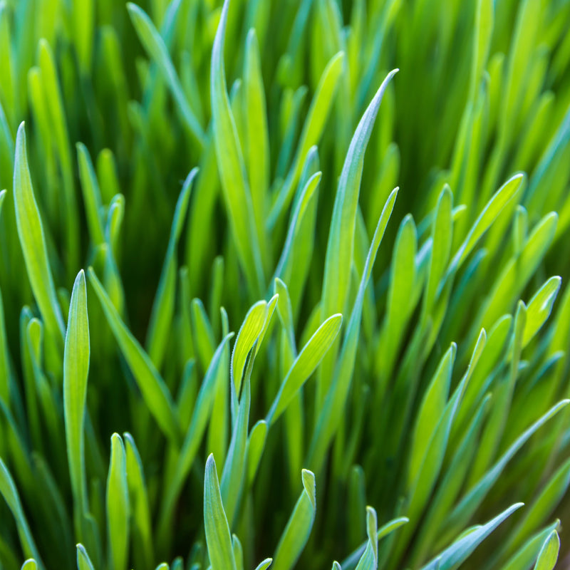 Gerstengras frische Triebe — Bio Hordeum vulgare | Herzlich Natur