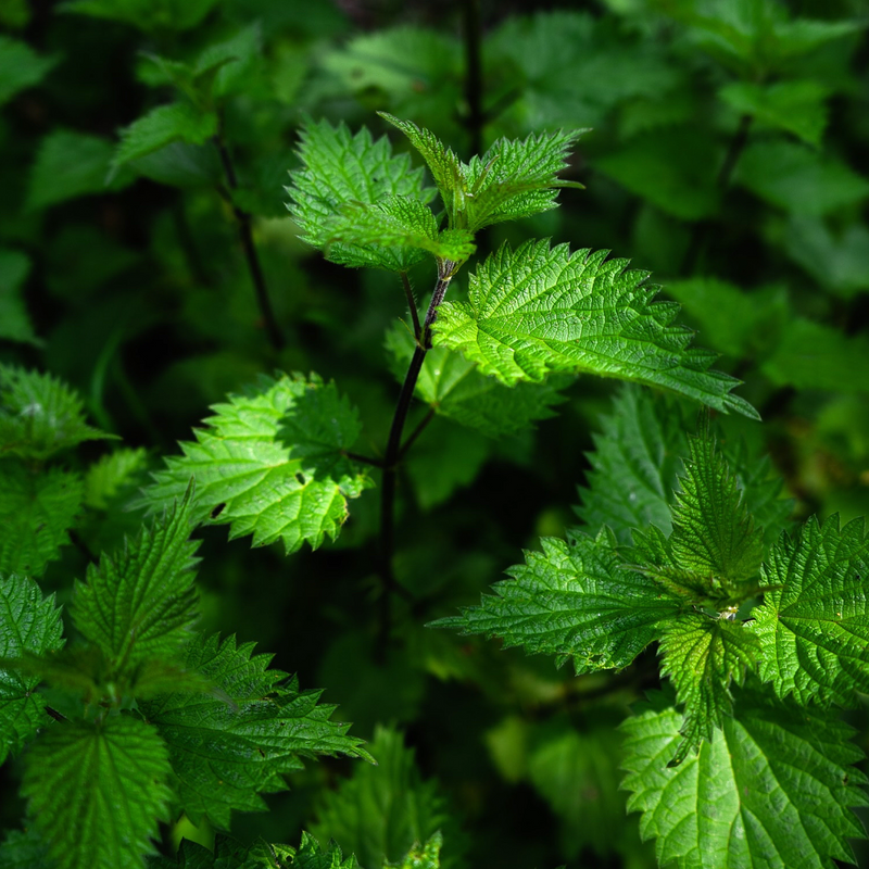 Bio Brennnesselblätter Tee Varianten 100g bis 1000g | Herzlich Natur