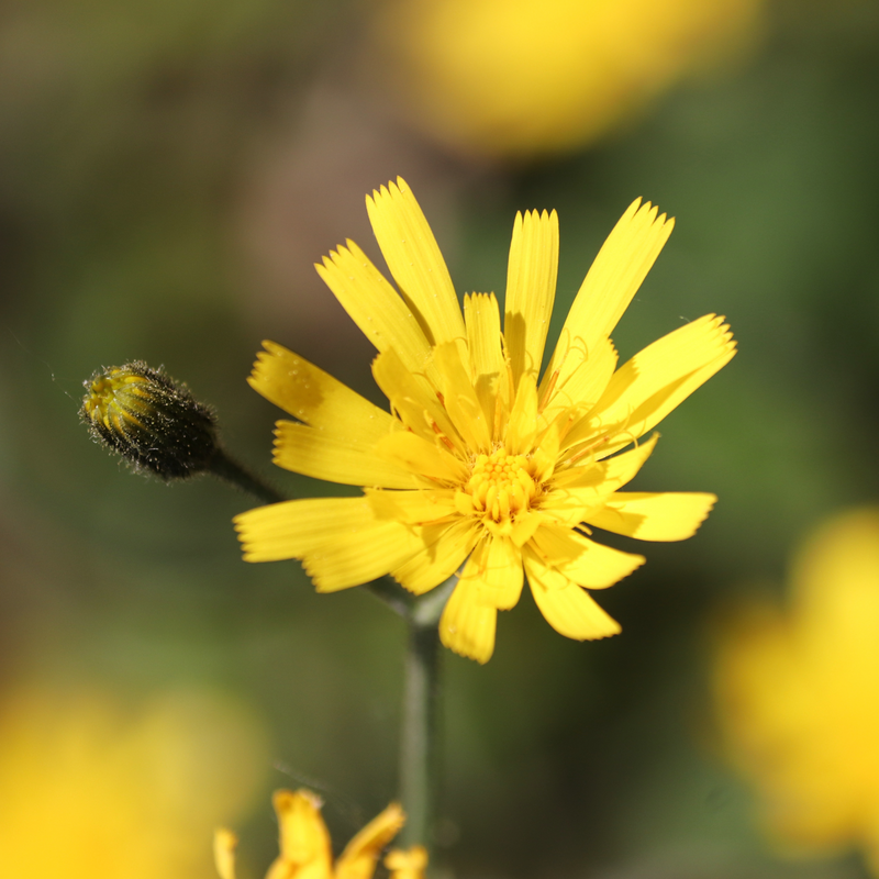 Habichtskraut Tee kaufen | Herb-Bitter
