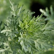 Wermutkraut Nahaufnahme — Bitterer Beifuss Bio-Kräuter | Herzlich Natur