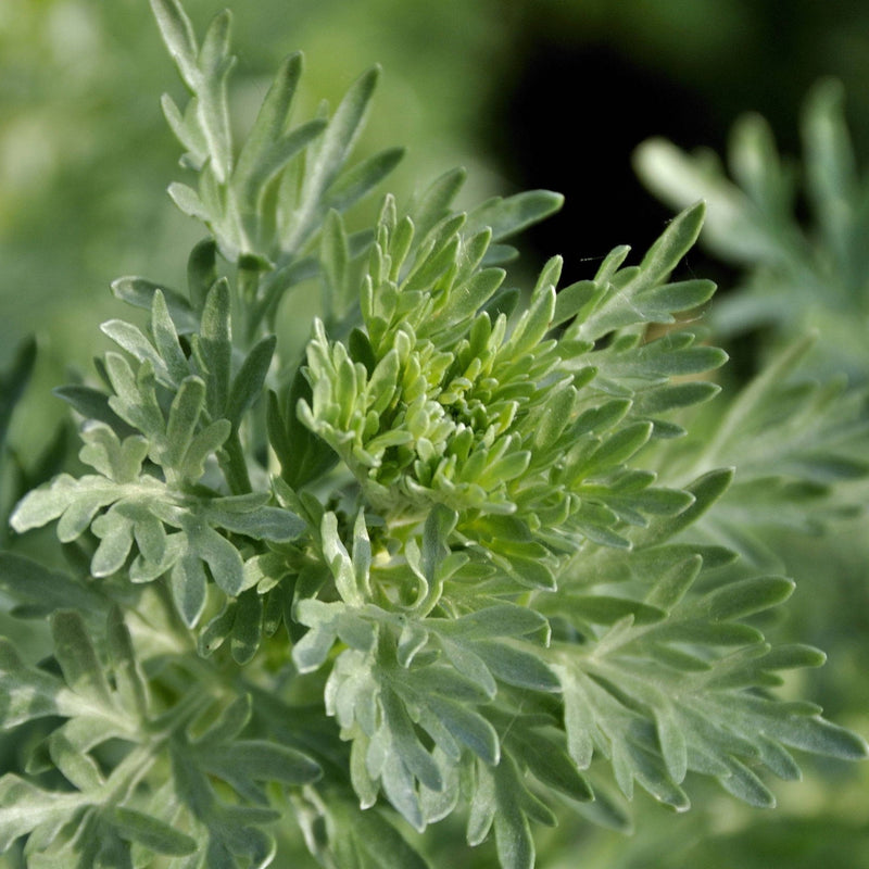 Wermutkraut Nahaufnahme — Bitterer Beifuss Bio-Kräuter | Herzlich Natur